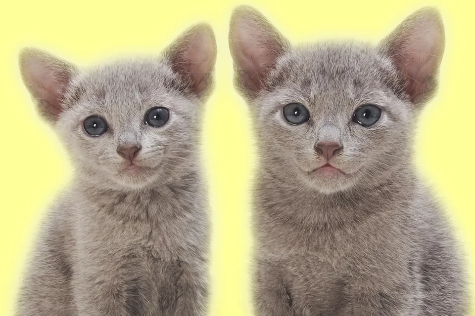 Милые котики