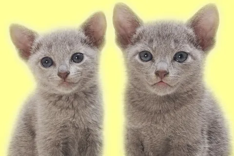 かわいい猫
