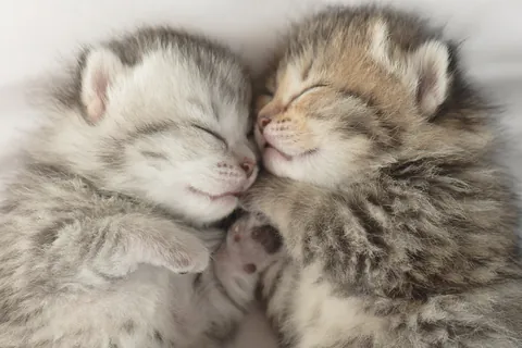 Спящие котята американской короткошёрстной
