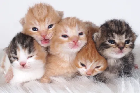 Пять котят