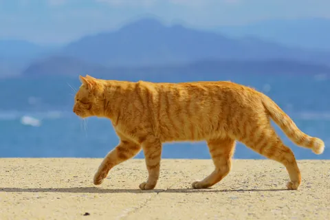 Кошка гуляет у моря