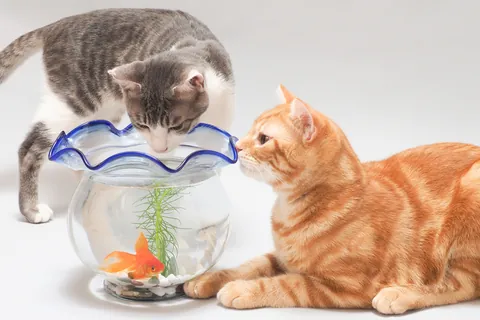 Котята и аквариум с золотыми рыбками