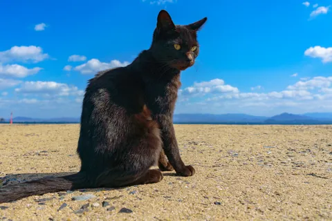 Чёрный кот и голубое небо