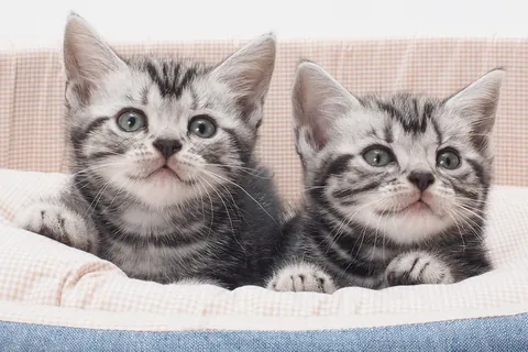 Котята американской короткошёрстной