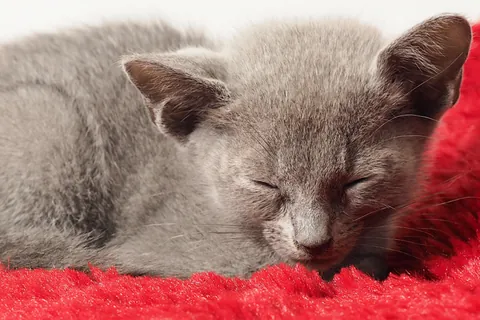 Спящий котёнок русской голубой