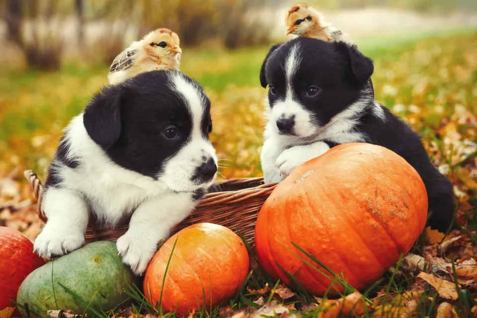 Cachorros fofos