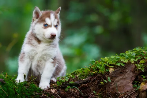 Filhote de husky siberiano