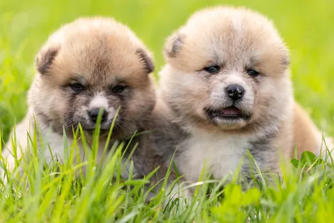 Filhotes de akita na grama