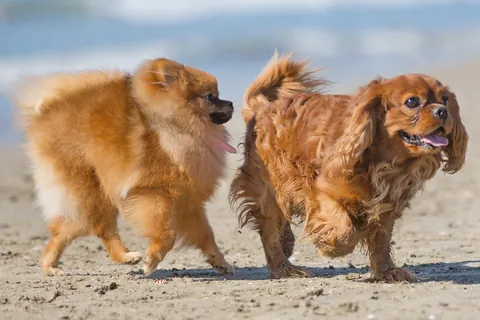 Filhotes de cavalier king charles spaniel e lulu-da-pomerânia