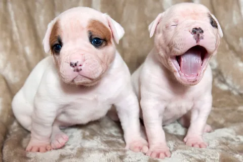 Filhotes de buldogue americano