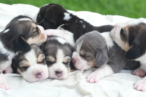 Filhotes de beagle dormindo