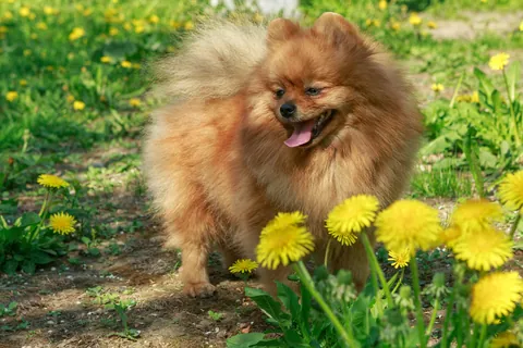 Lulu-da-pomerânia passeando no jardim