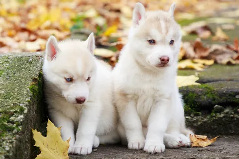 Filhotes de husky no parque