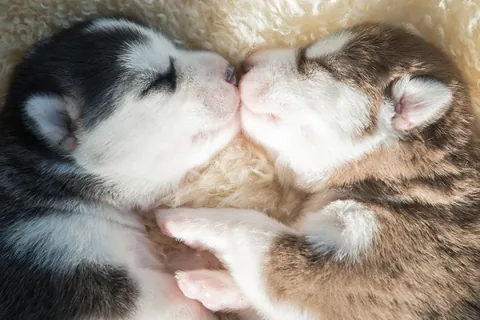 Filhotes de husky siberiano dormindo