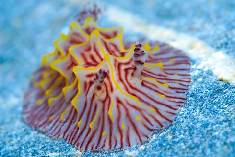 Halgerda willeyi