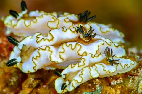 Glossodoris tibboeli