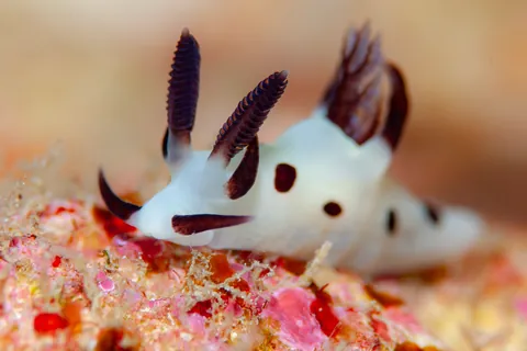 Trapania naeva Gosliner & Fahey