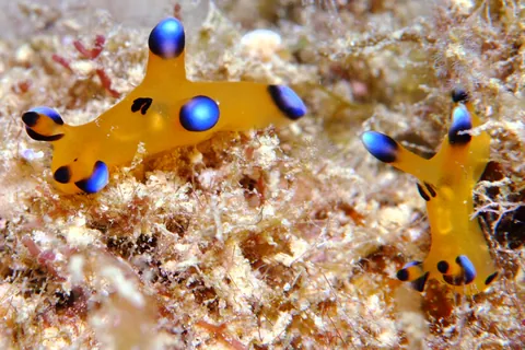 Thecacera pacifica