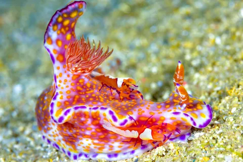 Ceratosoma tenue Abraham