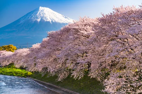 日本の桜