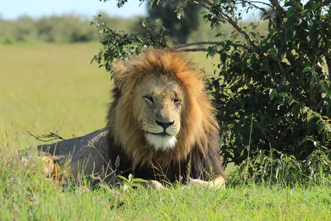 アフリカの野生動物