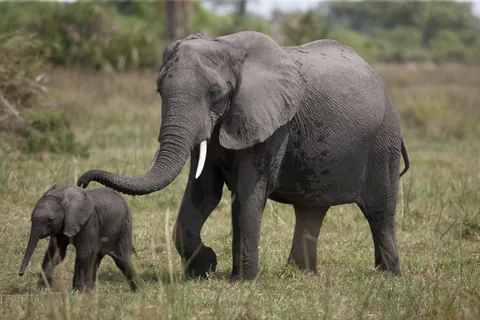 Afrikaanse savanneolifant