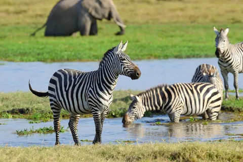 Zebra