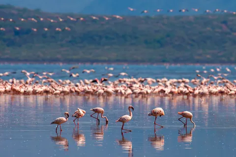 Flamingo