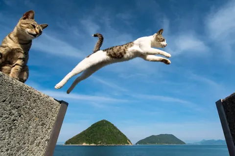 そとねこ