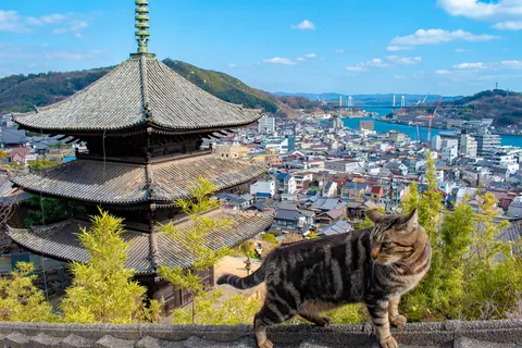 삼층탑과 고양이