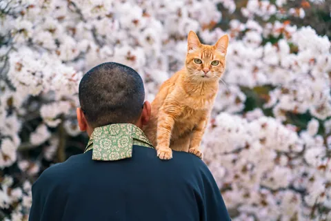 고양이와 스님