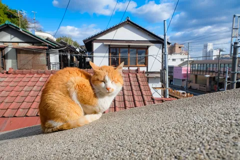 오노미치의 골목 고양이, 히로시마현