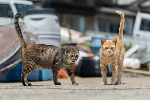 항구에 모인 고양이들