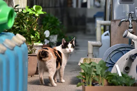 옛 동네의 고양이