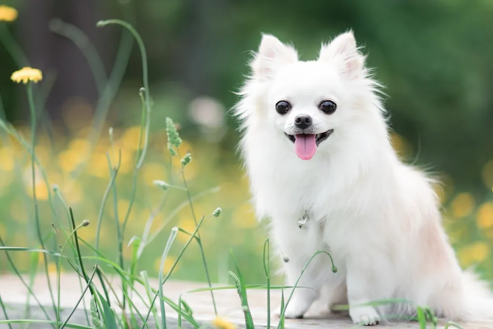 Chihuahua De kleinste hond
