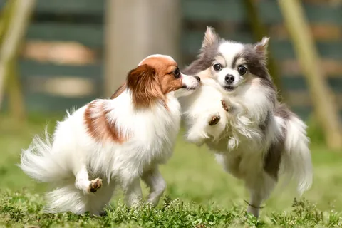 Spelen met een papillon