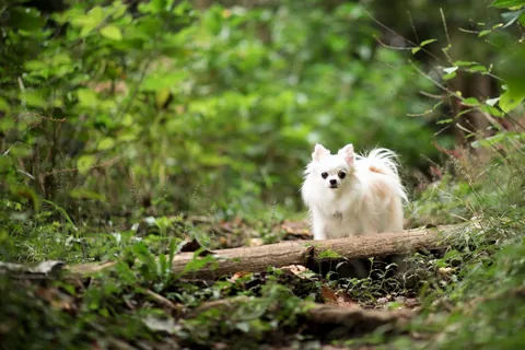 In het bos