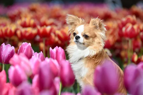 In het tulpenveld
