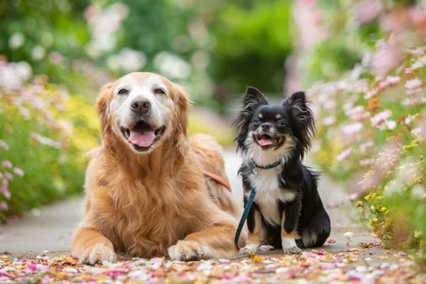Met een golden retriever