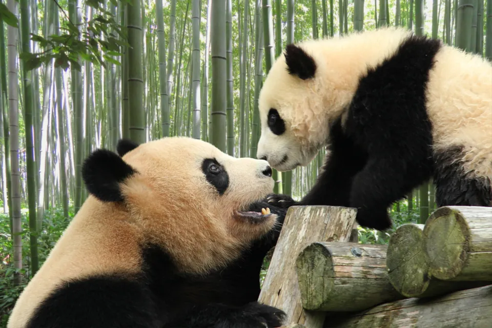Dierenouders en hun jongen