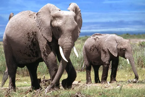Afrikaanse savanneolifant