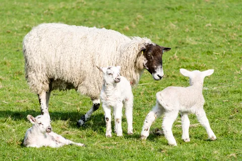 Schaap
