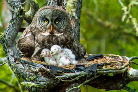 Allocco di Lapponia con i piccoli