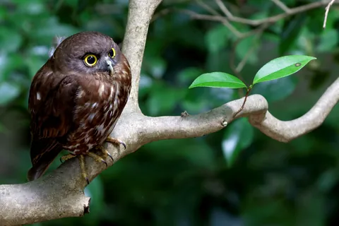 Ninox scutulata
