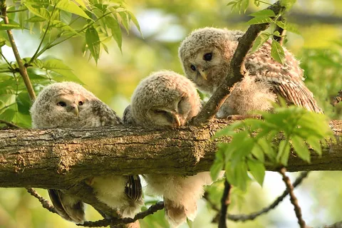 Piccoli di allocco degli Urali