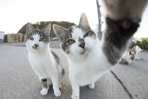 自撮り猫