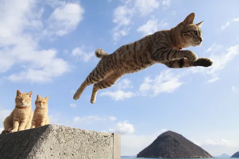 飛び猫 ②