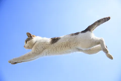 飛び猫 ④
