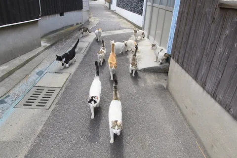 猫の群れ