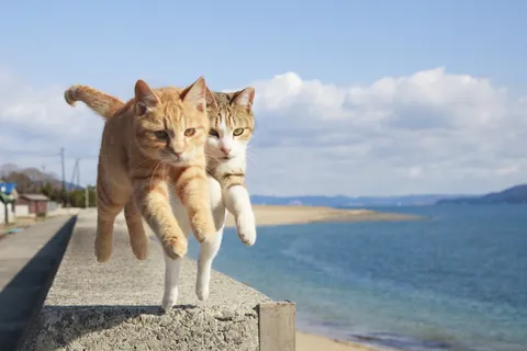 飛び猫 ⑥